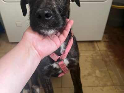 BROWNIE