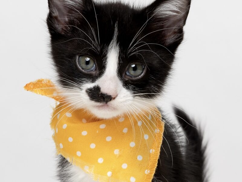 MOSTACHO