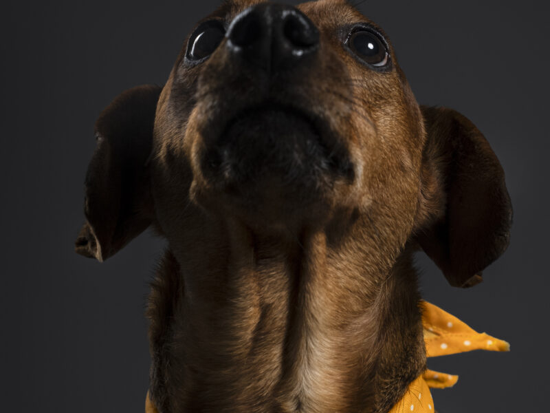 NACHO