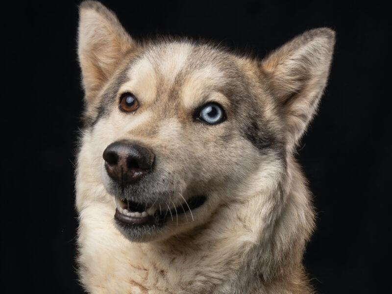 DAKOTA