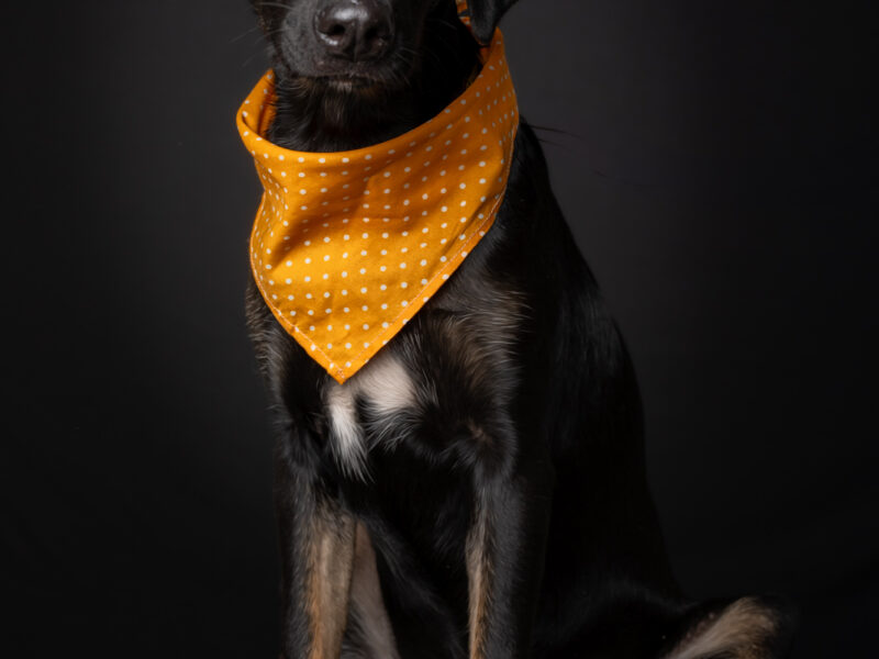 NEGRITA