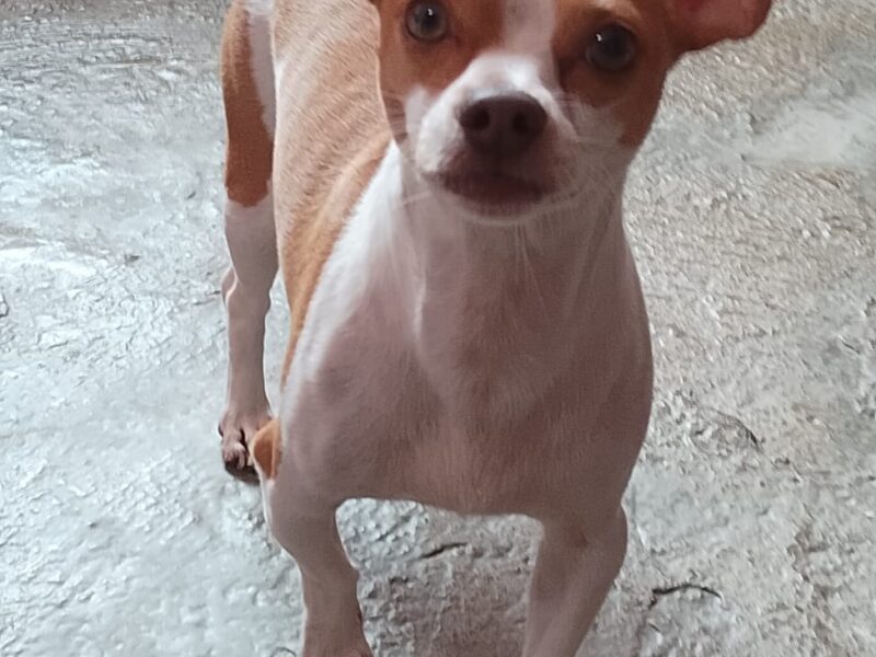 NICOLÁS