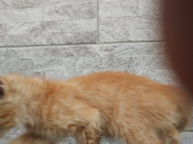 SIMBA