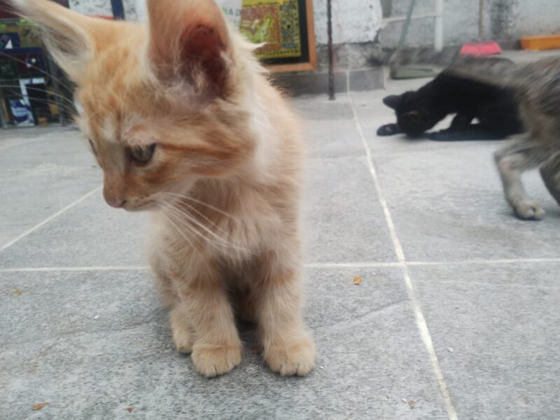 SIMBA