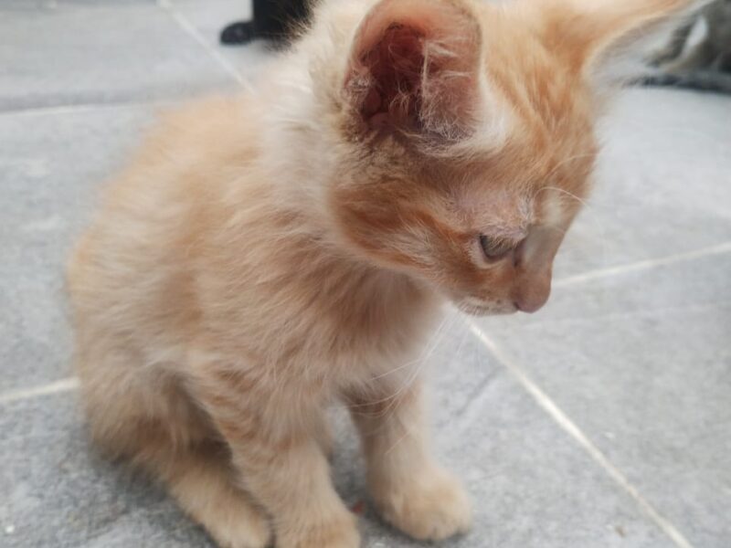 SIMBA