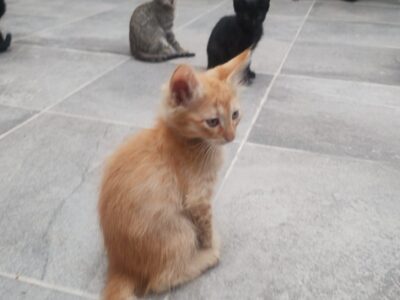SIMBA