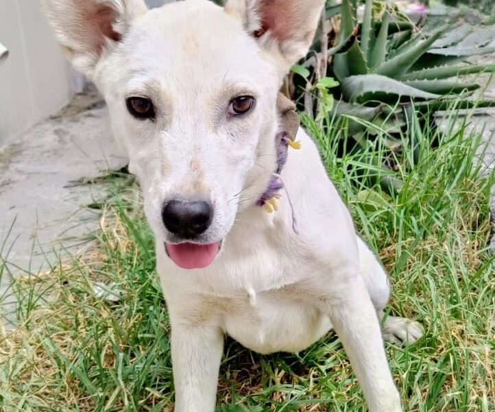 BAMBI