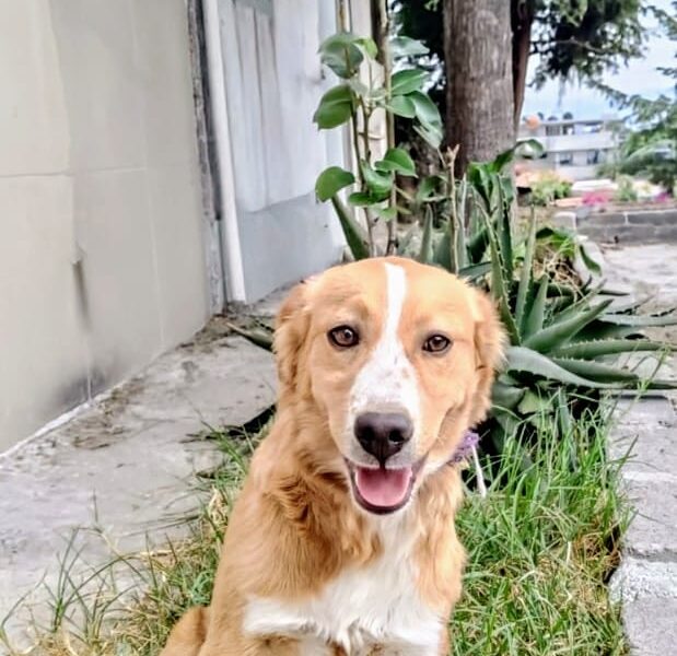 NALA