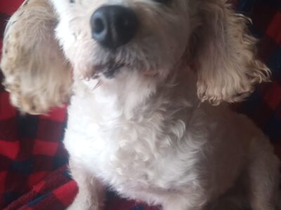 RINGO