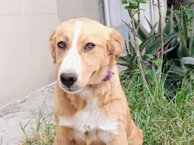 NALA