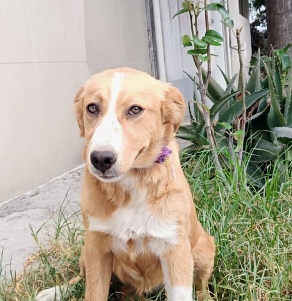 NALA