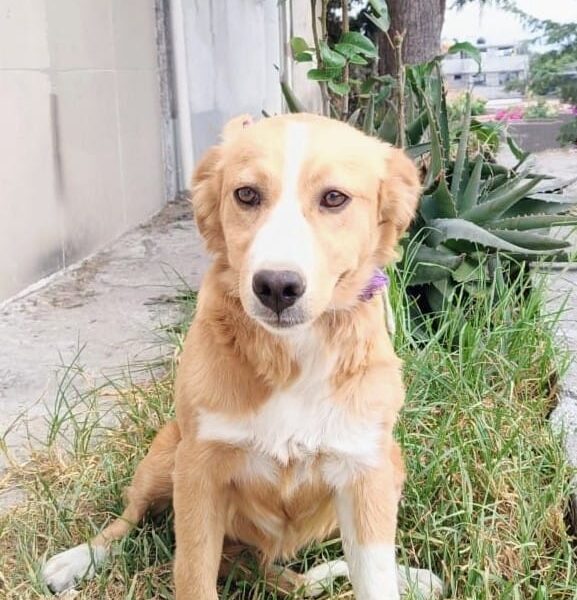NALA