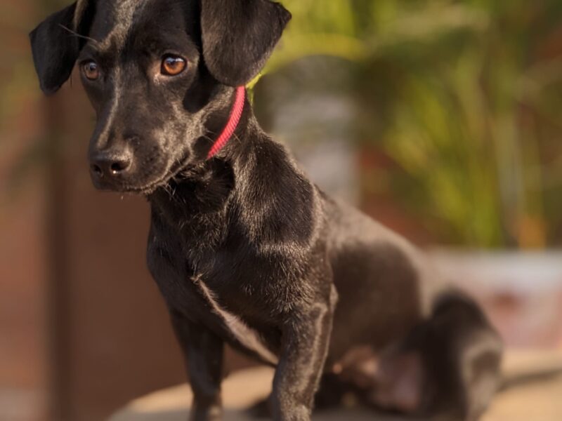 PALOMA