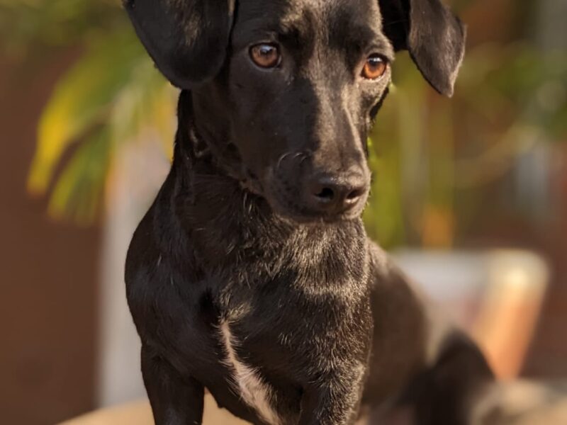 PALOMA