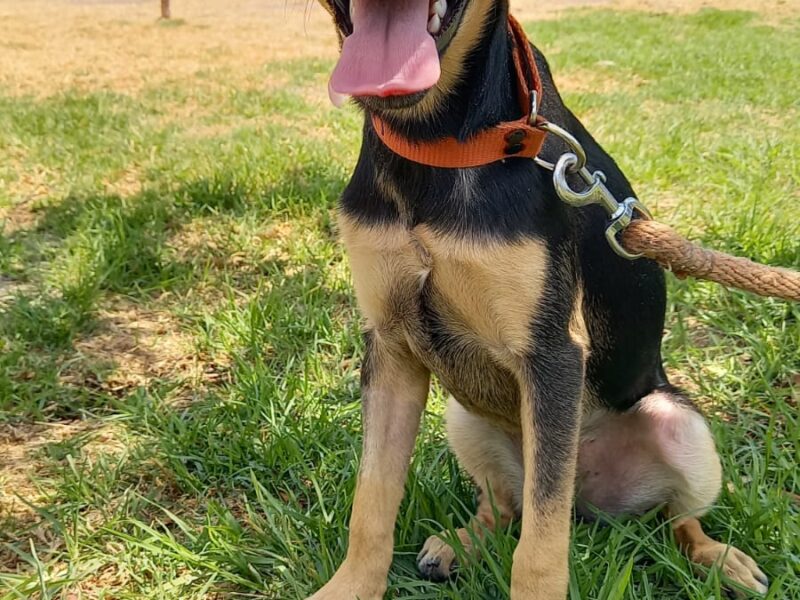 MAYA