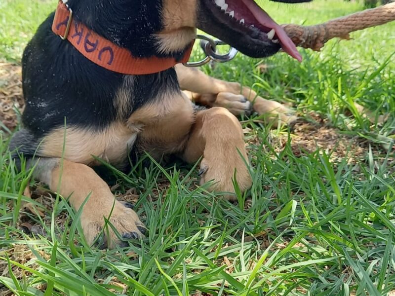 MAYA