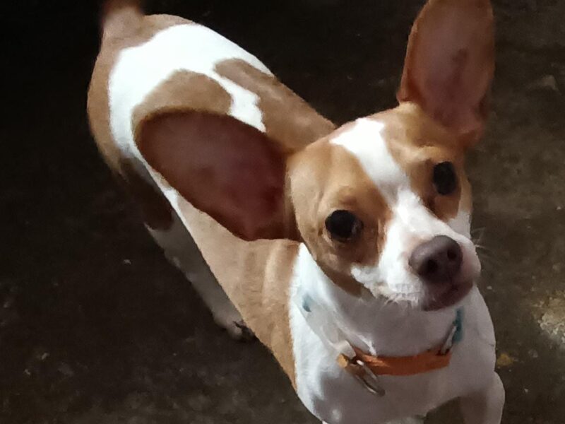 NICOLÁS
