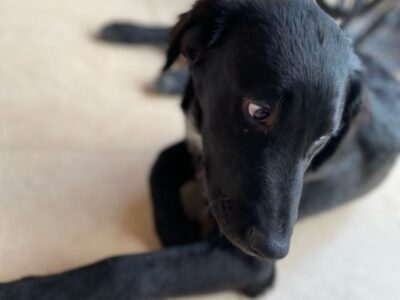 REMI