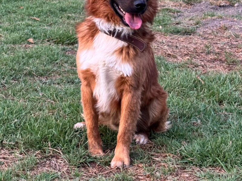 TOBY