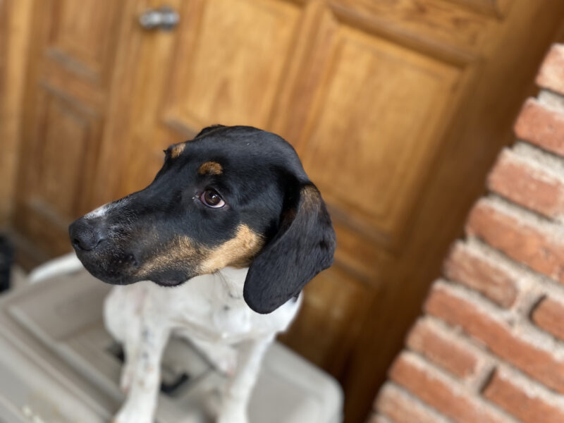 LOLA