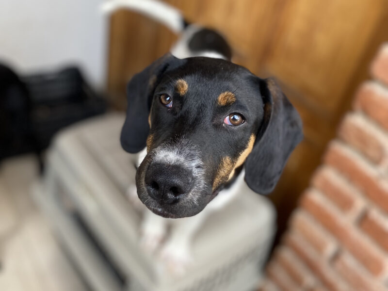 LOLA