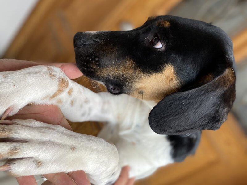 LOLA