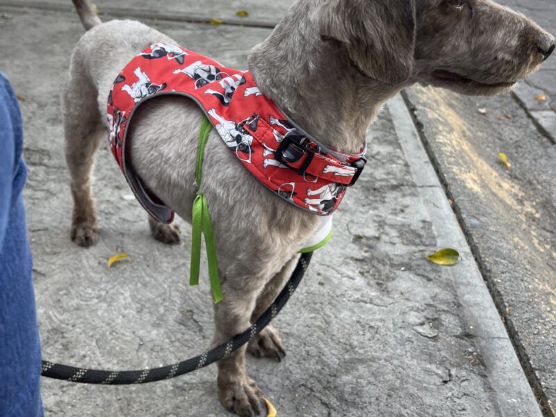 DOGI