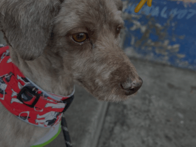 DOGI