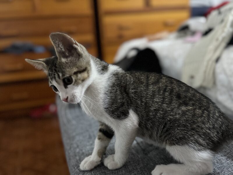 MILÁN