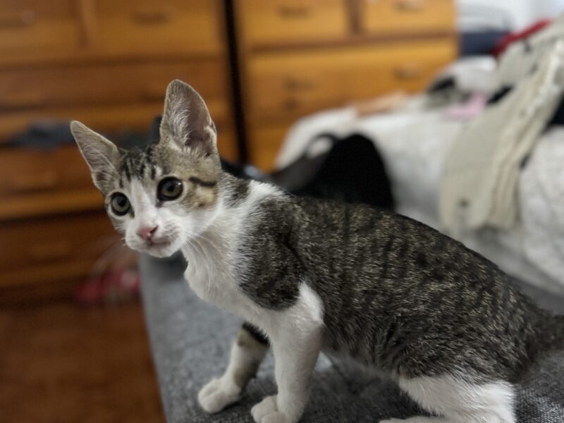 MILÁN