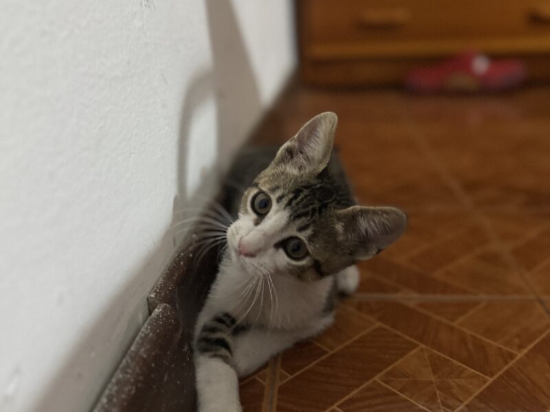 MILÁN