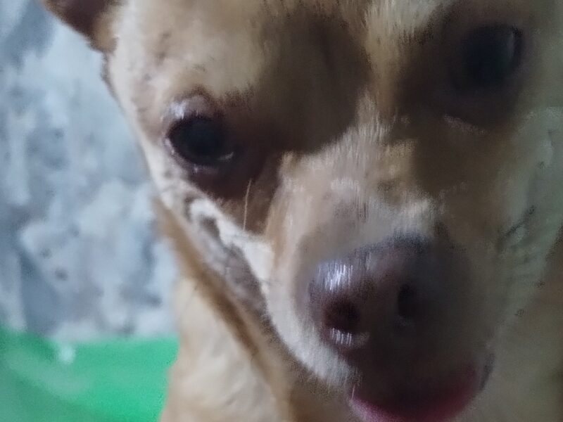 GABRIELITO