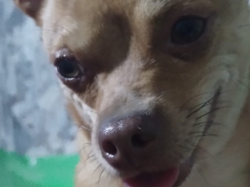GABRIELITO