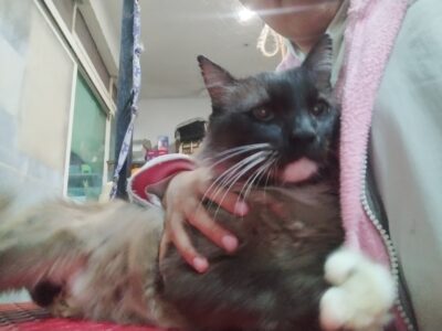 JACINTO