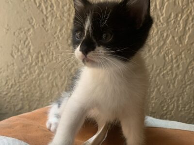 MAPACHE