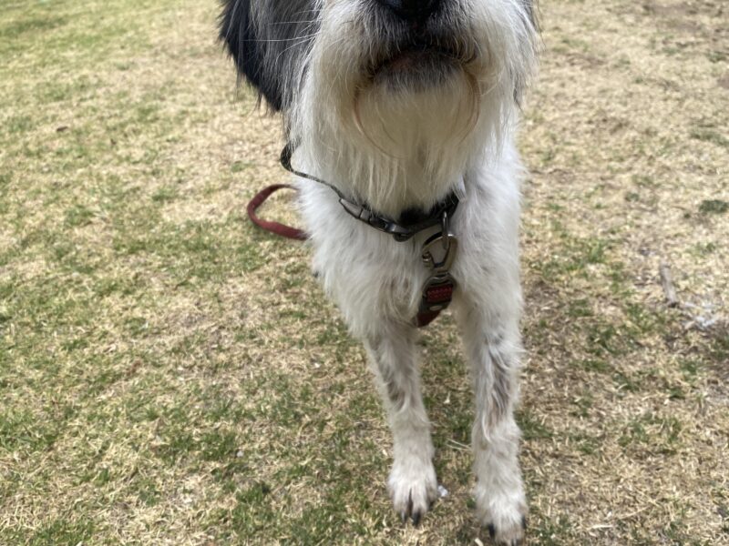 BENNY