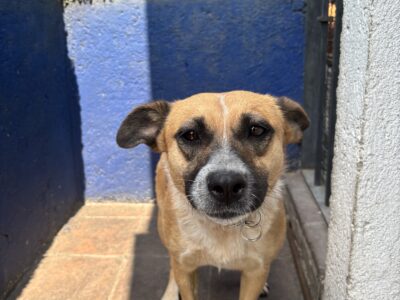 PEPPER