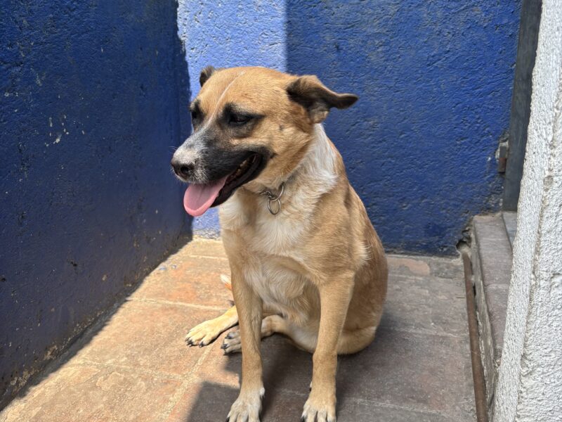 PEPPER
