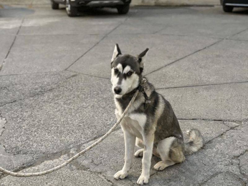 LAIKA