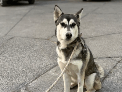 LAIKA