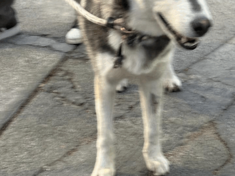 LAIKA
