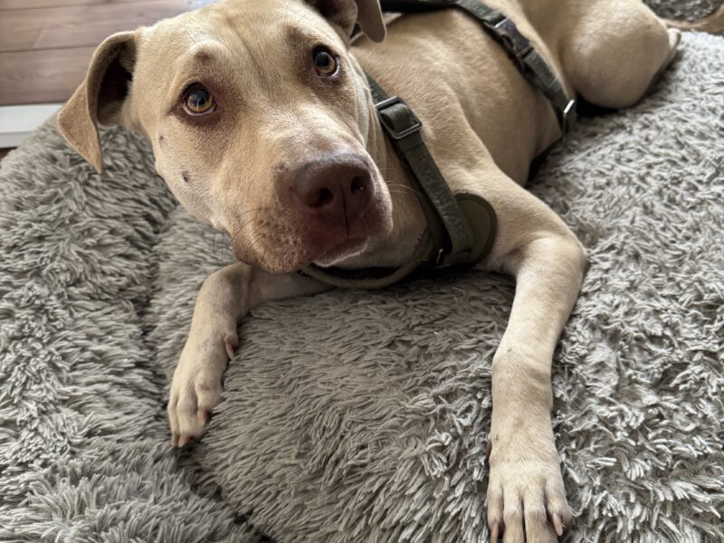 LENA