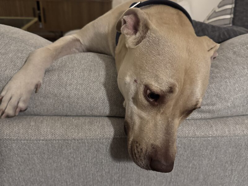 LENA