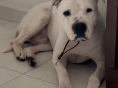 ROCCO