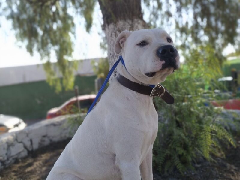 ROCCO
