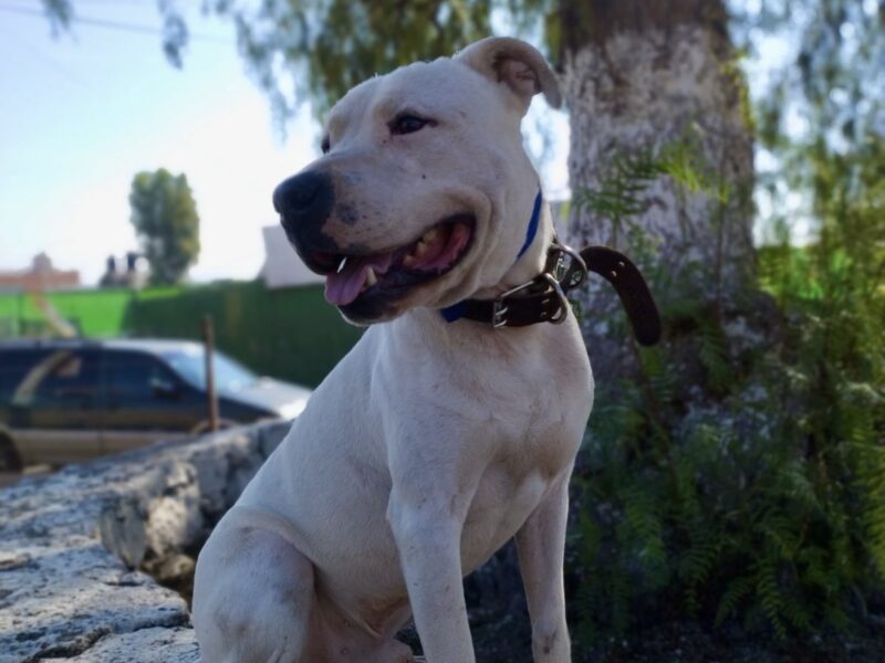 ROCCO