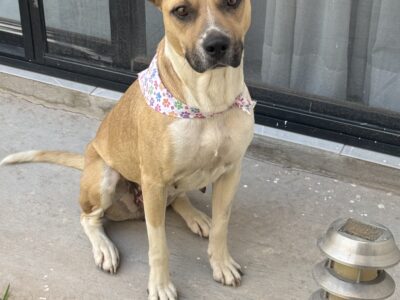DAISY