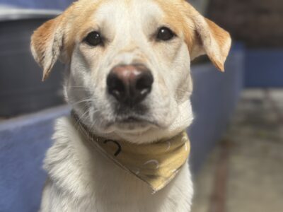 RUFUS