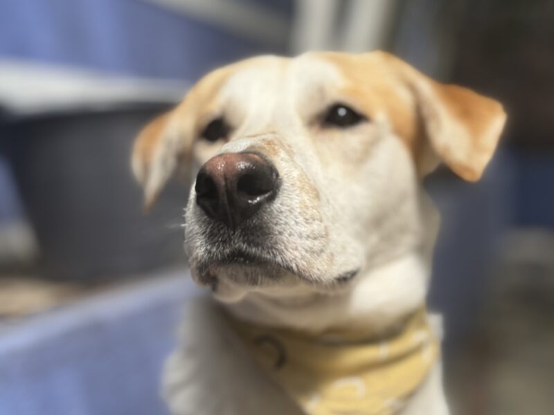RUFUS