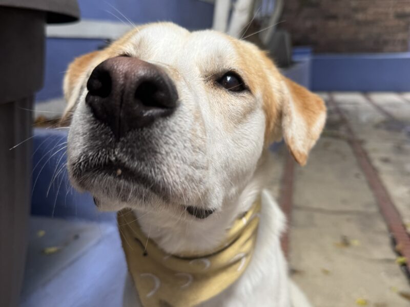 RUFUS